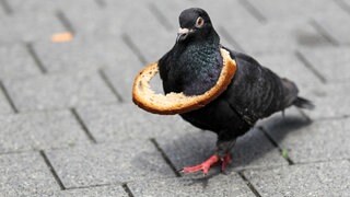 Einer schwarzen Taube hängt ein Ring aus Brotkruste um den Hals