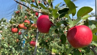 Rote Äpfel hängen an einem Baum - die offizielle Apfelernte 2025 am Bodensee hat begonnen.