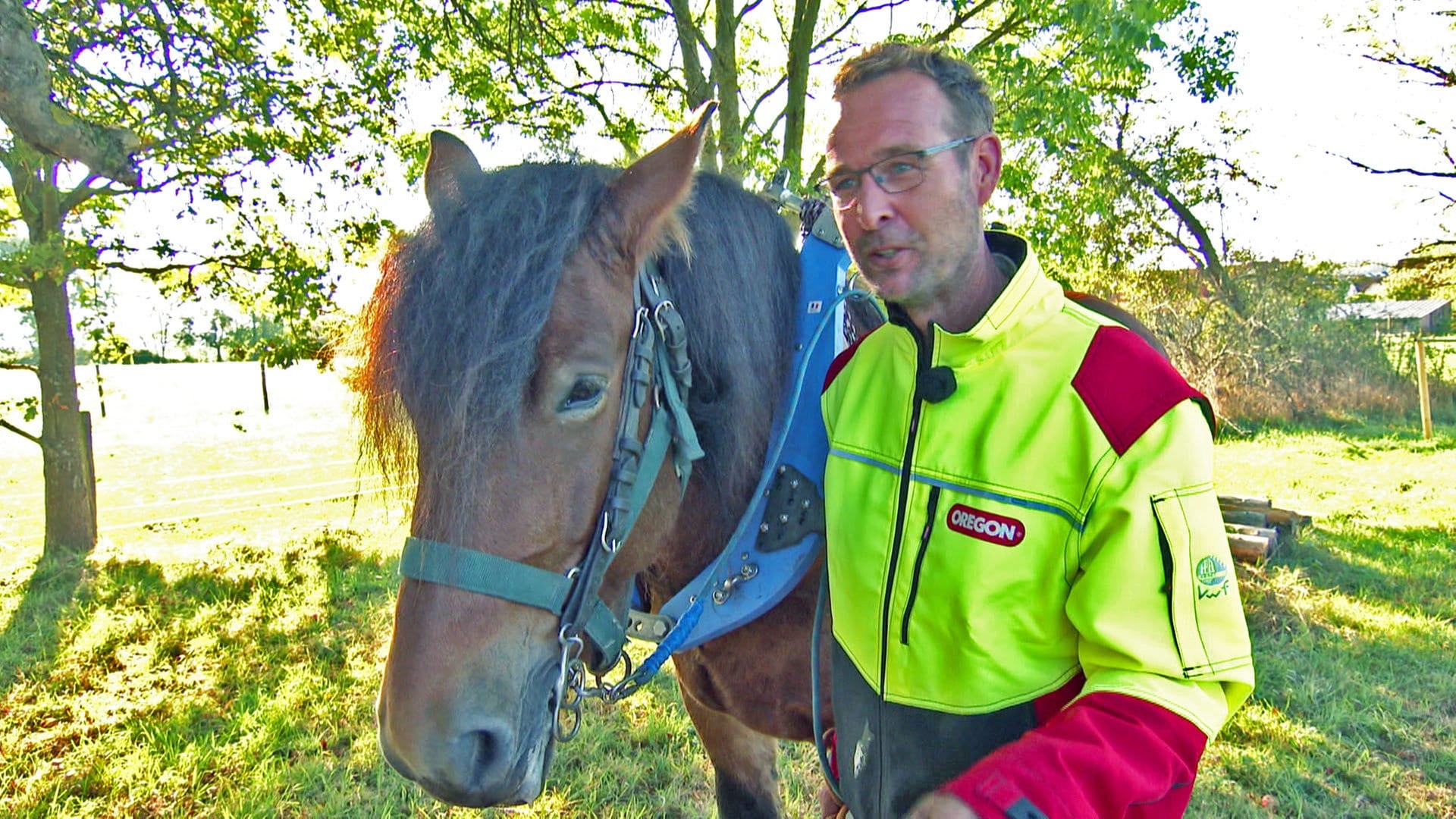Wir-Gefühl beim Holzrücken: Stute Inédite zieht für Jens jeden Baumstamm aus dem Wald