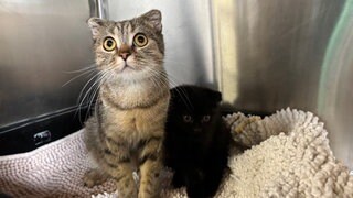 Anna-Sophie und Julian werden jetzt im Bad Kreuznacher Tierheim versorgt. Tierheime sind mit der Anzahl ausgesetzter Katzen in Baden-Württemberg seit langem überlastet und schlagen wiederholt Alarm.
