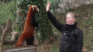 Tierpflegerin trainiert einen roten Panda im Zoo Karlsruhe