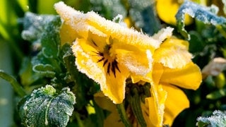 Eisheilige: Die Bauernregel sagt Frost voraus. Eiskristalle hängen am Morgen an der Blüte von einem Hornveilchen.