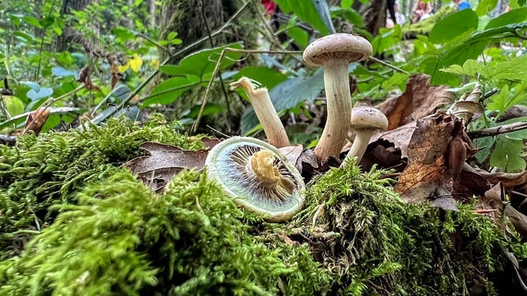 Bevor man alle Pilze erntet, sollte man erst einmal prüfen, ob diese essbar sind. Ansonsten soll man sie stehen lassen.
