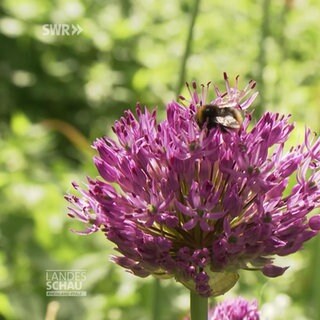 Wildbienensafaris