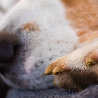 In Pirmasens wurde ein Hund getötet. (Symbolbild)
