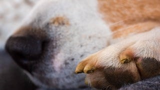 In Pirmasens wurde ein Hund getötet. (Symbolbild)