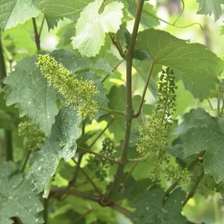 Weinrebe