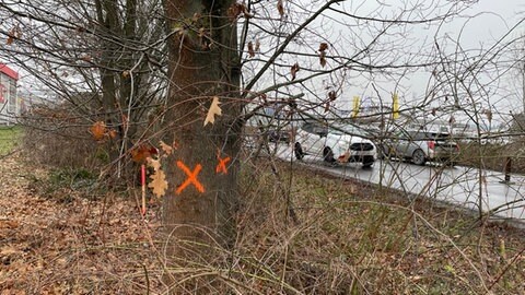 An der B428 bei Bad Kreuznach sind Bäume mit orangefarbenen Kreuzen markiert. Sie sollen gefällt werden