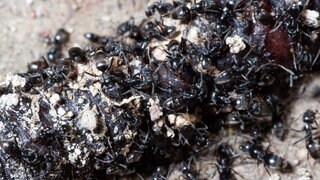 Eine Ameisengruppe der Tapinoma Magnum am Essen. Die Art breitet sich immer weiter in der Pfalz aus