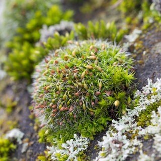 Gemeines Kissenmoos (Grimmia pulvinata) wächst auf einer Mauer: Moose sind ganz besondere Pflanzen: Sie waren vor 450 Millionen Jahren die ersten Bewohner des Festlands, machten die Kontinente grün und gaben der Evolution einen ordentlichen Schub. 