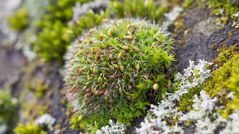 Gemeines Kissenmoos (Grimmia pulvinata) wächst auf einer Mauer: Moose sind ganz besondere Pflanzen: Sie waren vor 450 Millionen Jahren die ersten Bewohner des Festlands, machten die Kontinente grün und gaben der Evolution einen ordentlichen Schub. 
