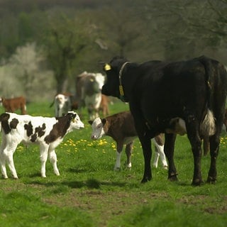 Frühlingsgefühle bei Weidetieren im Westerwald