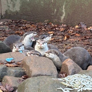 Die Otter aus dem Zoo Kaiserslautenr haben sich mittlerweile zu Jungtieren entwickelt.