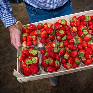 Symbolbild: Erdbeeren werden auf einem Feld geerntet. 