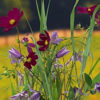 Bunte Blumen