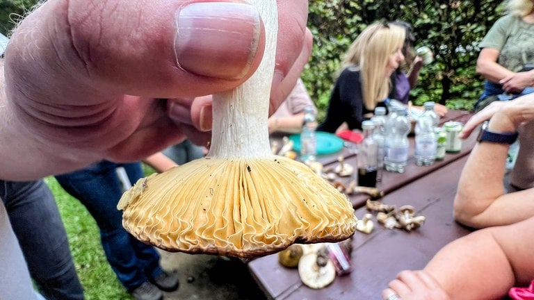 Sind die Lamellen - wie hier - bereits wellig eingedrückt, ist der Pilz nicht mehr genießbar.