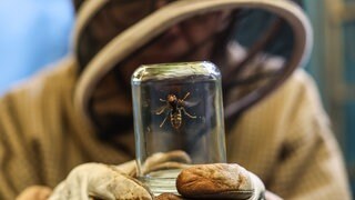 (Symbolbild) Ein gefangene Asiatische Hornisse im Glas. Im Hintergrund ist ein Imker im Schutzanzug, der es in der Hand hält.