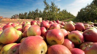 Äpfel in Kisten an einer Apfelplantage: Äpfel sind preiswert, wachsen regional, enthalten viele gesunde Polyphenole, sind ein perfekter Snack und vielfältig zu verarbeiten.