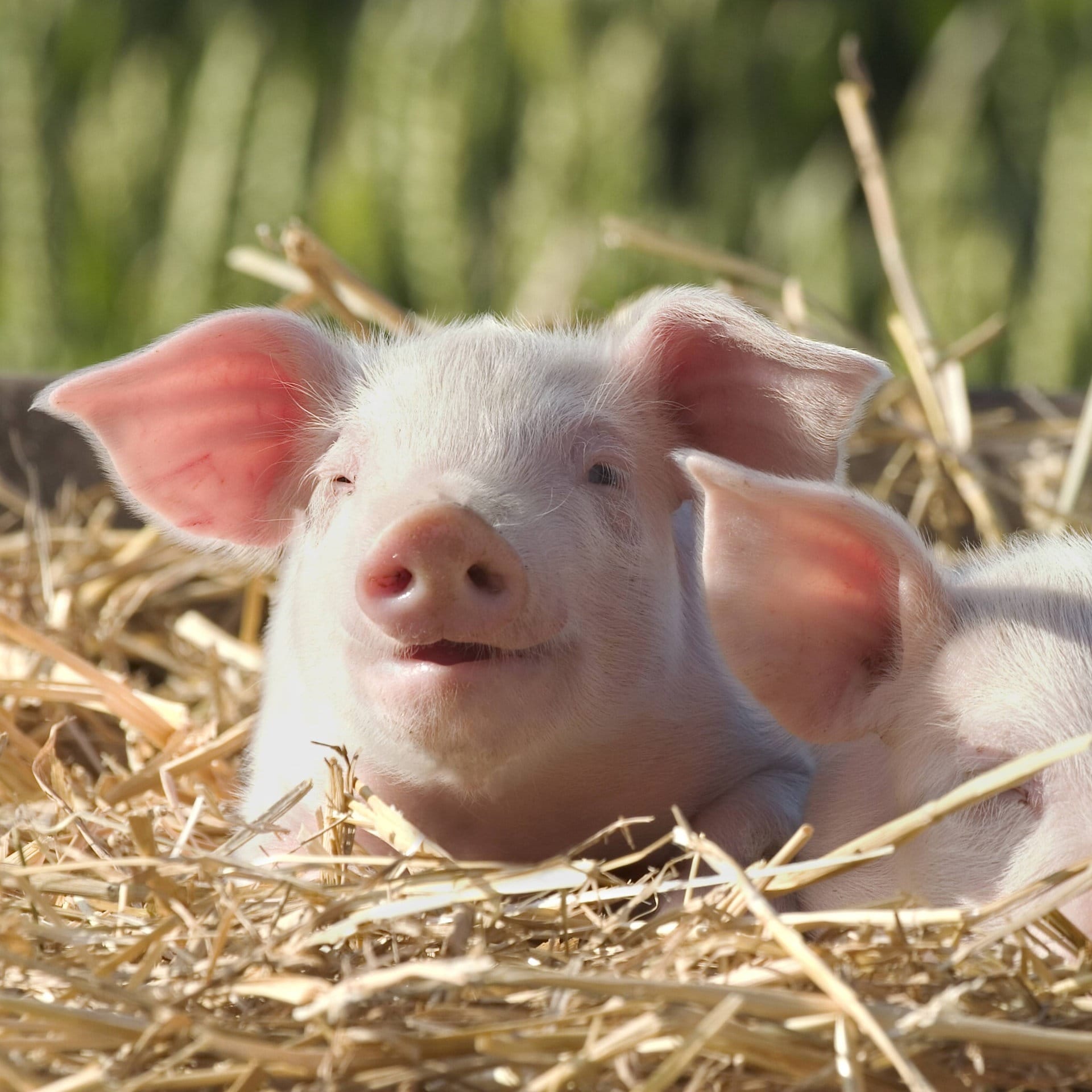 Warum sagt man "Schwein gehabt"? episode artwork