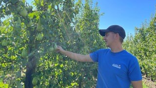 Auf die Birnen vom Hof Knoblauch in Friedrichshafen-Berg hat es kurz und heftig gehagelt.