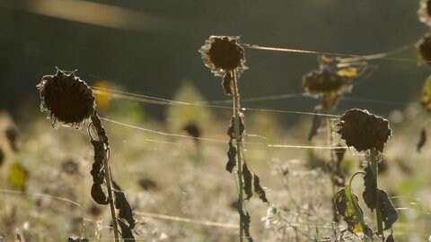 Einzelne Spinnenfäden zwischen vertrockneten Blüten von Sonnenblumen auf einem Feld. Diese Fäden prägten den Begriff Altweibersommer.