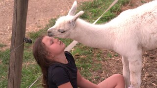 Was im ersten Moment aussieht wie liebevolle Nähe, entpuppt sich als etwas anderes. Das Lama Fohlen "Schneeflocke" liebt es, an Adrianas Haaren zu knabbern.  