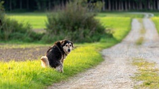 Hund beim Geschäft erledigen