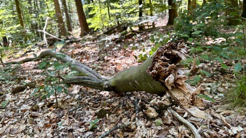 Hitze und Trockenheit gefährden die Bäume in der Region Trier 