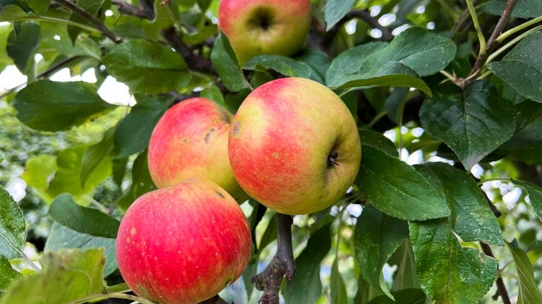 Äpfel der Sorte Elstar am Baum