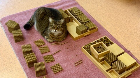 Schulkater Max liegt zwischen Unterrichtsmaterial auf einem Teppich.