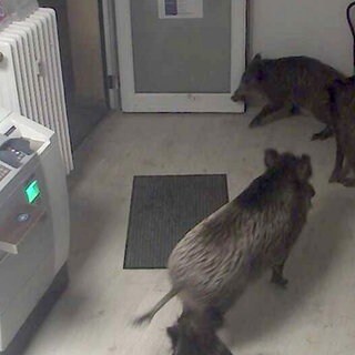 Wildschweine