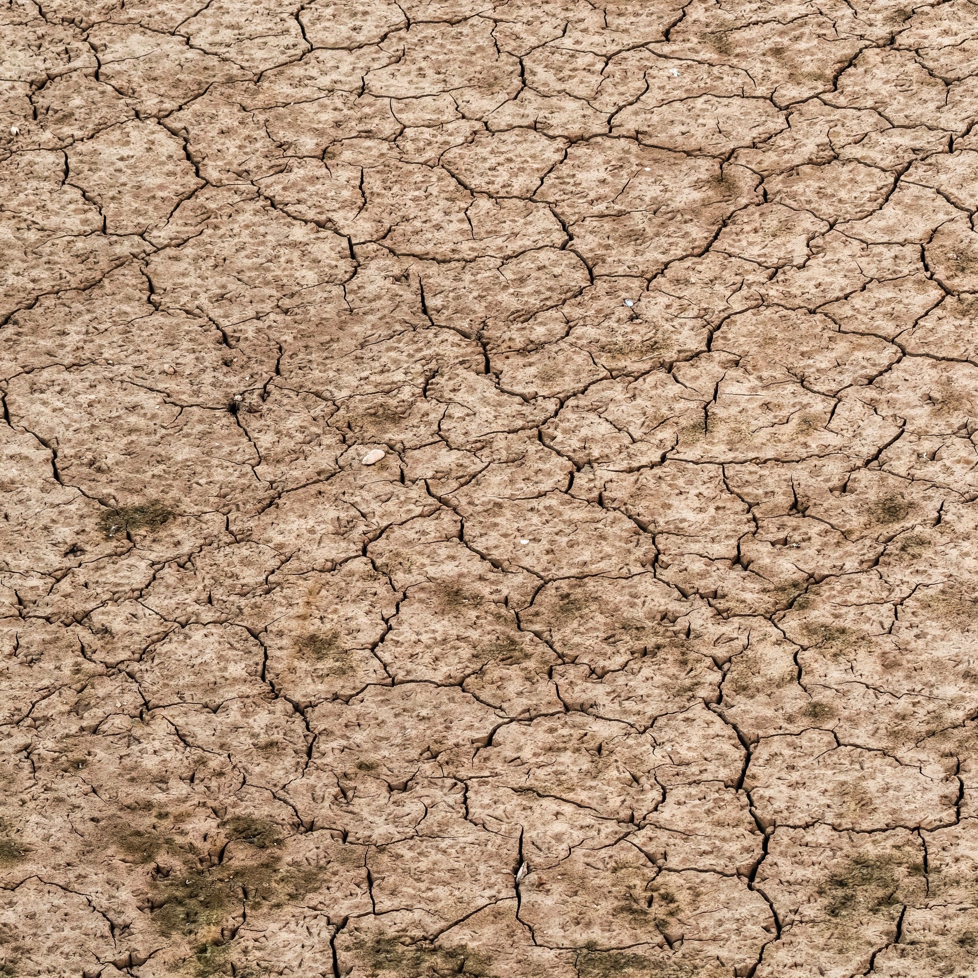 EU-Klimadienst: Sommer 2026 brachte Rekord-Hitzestress