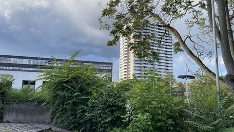 Baum vor Hochhaus