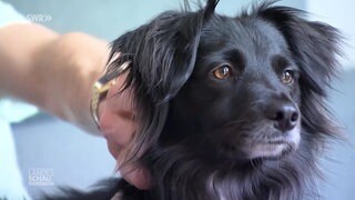 ein schwarzer Hund