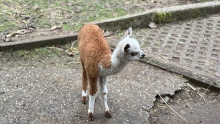 Das kleine Alpakafohlen steht auf Betonboden im Gehege im Schwarzwaldzoo Waldkirch.
