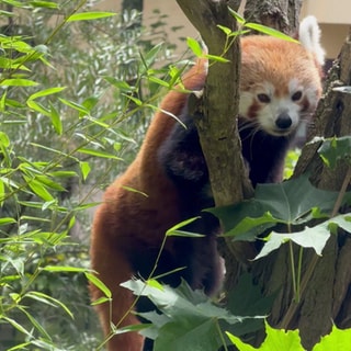 Kleiner Panda