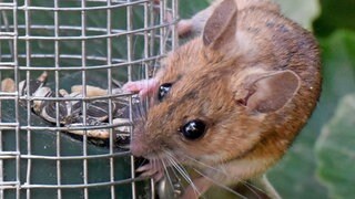 Eine Maus frisst Vogelfutter in einer Gartenanlage. Hantaviren werden durch den indirekten Kontakt mit Speichel, Urin oder Kot von infizierten Nagetieren auf den Menschen übertragen.
